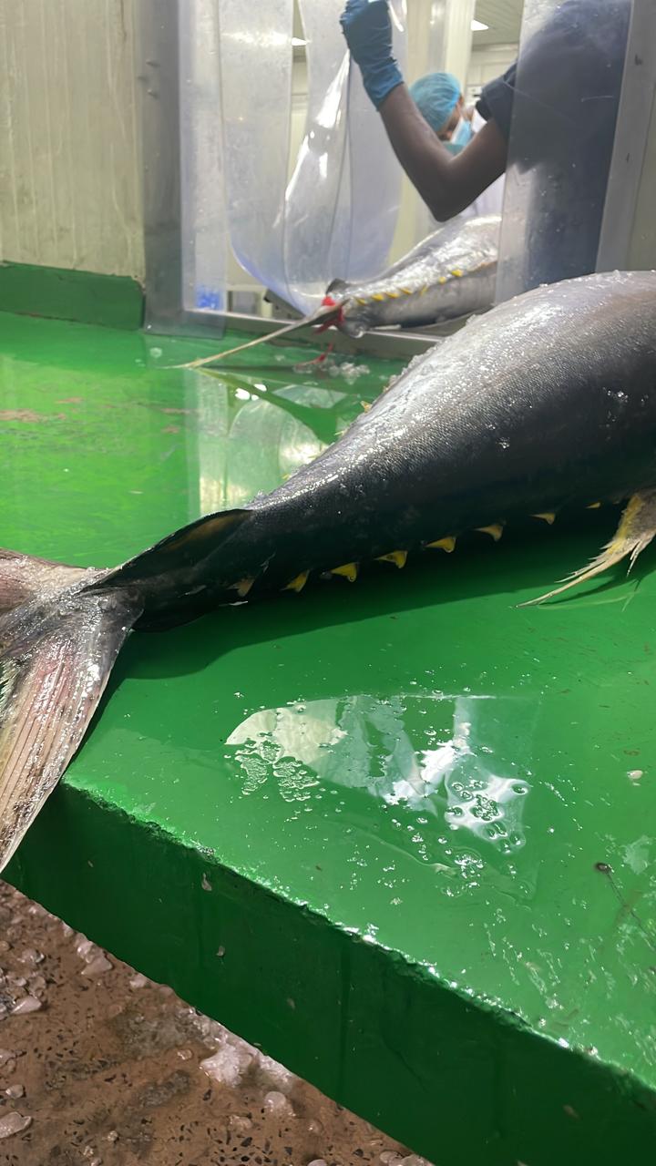 Gallery image 5 - seafood preparation