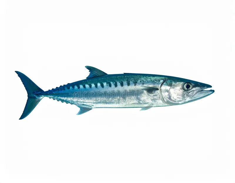 Narrow-barred Spanish Mackerel
