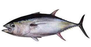 Fresh Tuna