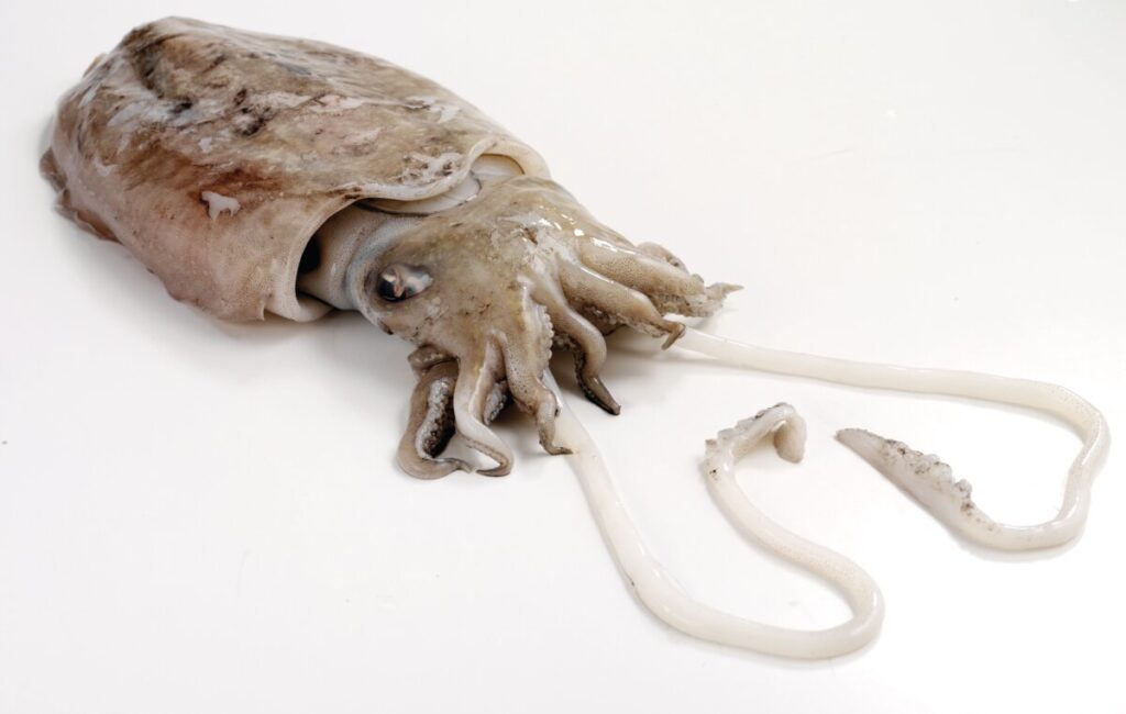 Fresh cuttlefish