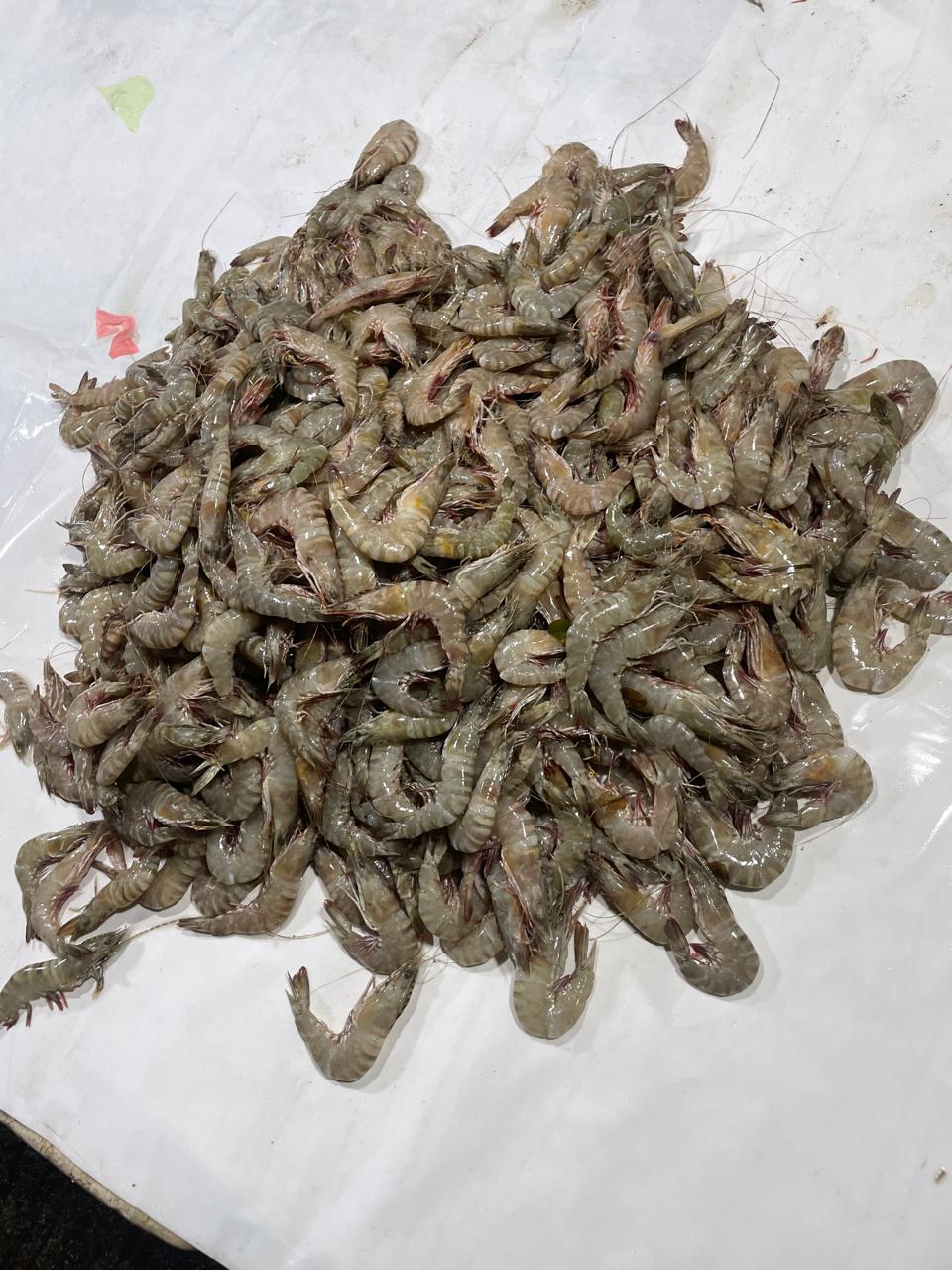 Gallery image 6 - seafood collection