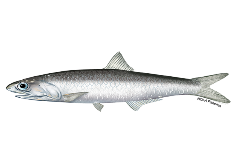 Our Products Anchovy