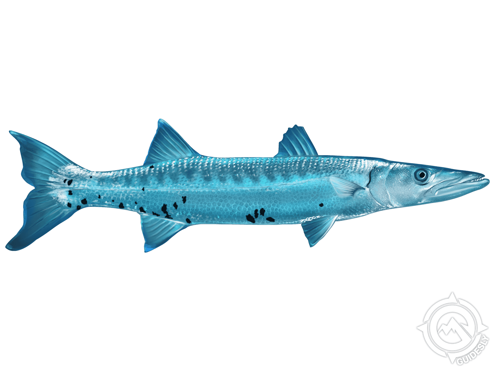 Our Products Barracuda