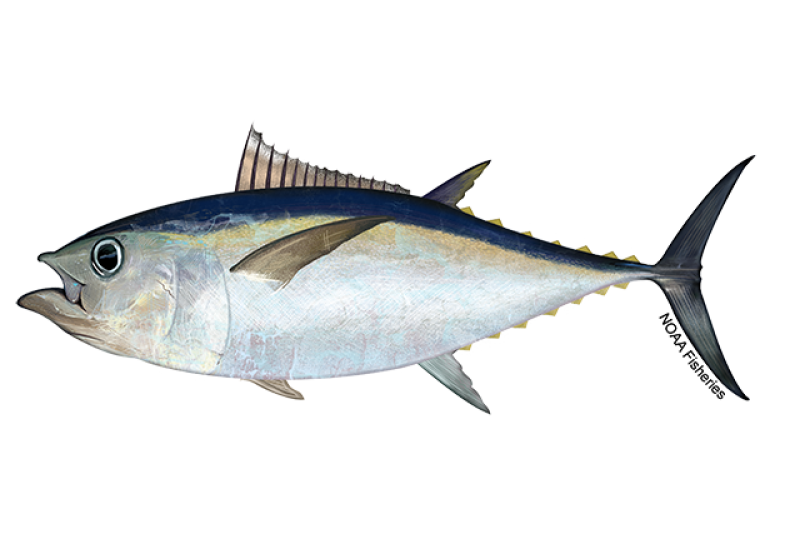 Our Products Bigeye Tuna