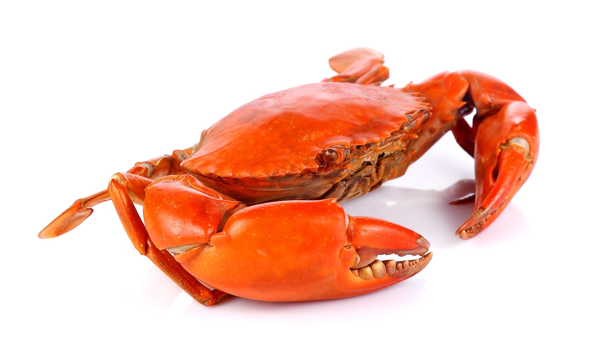 Our Products Crab