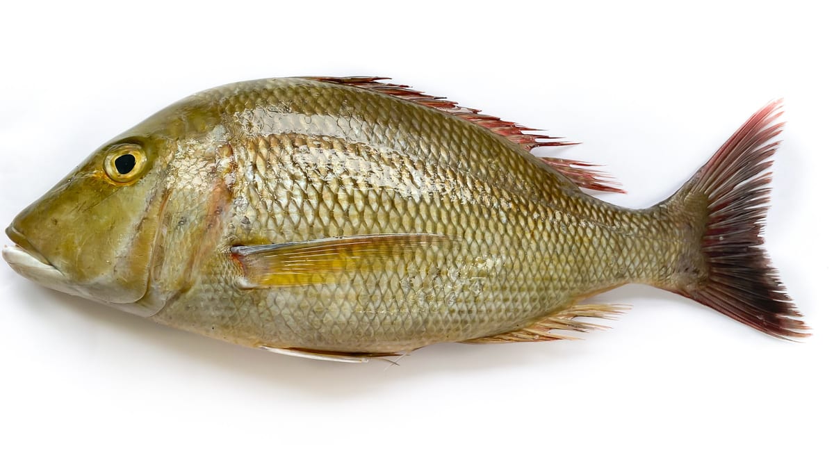 Our Products Emperor Fish