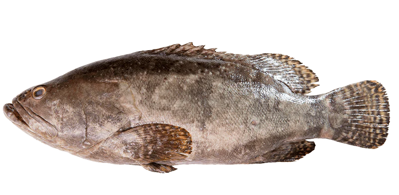Our Products Grouper