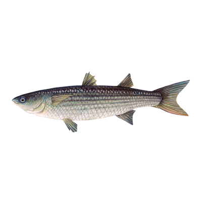 Our Products Mullet