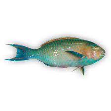 Our Products Parrot Fish