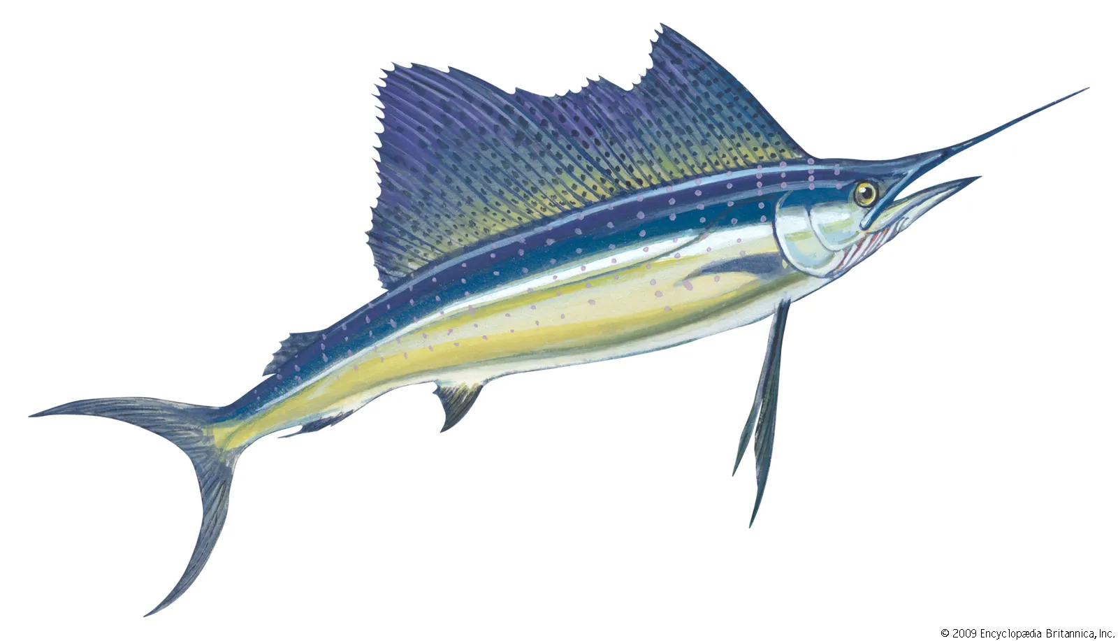Our Products Sailfish
