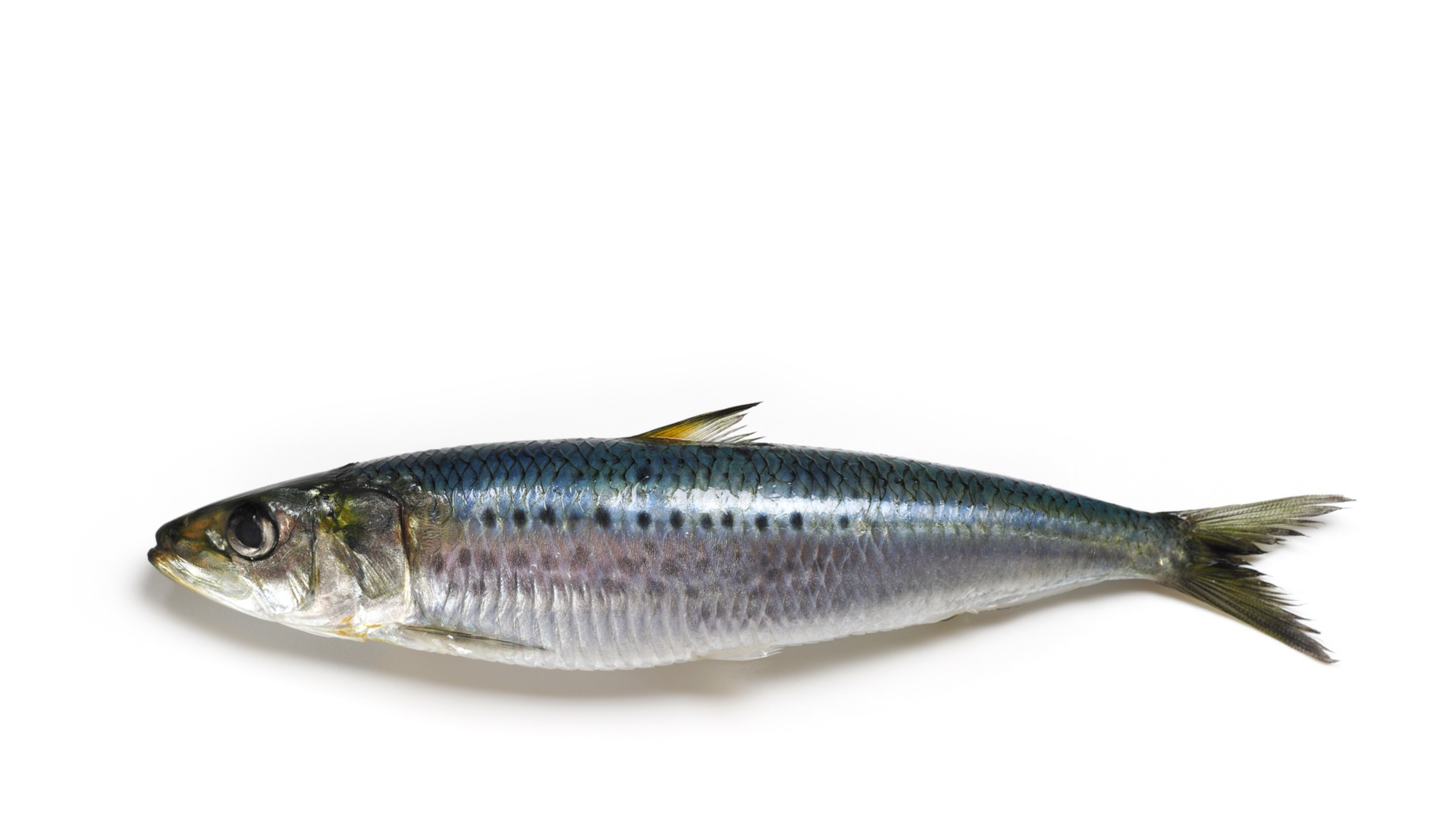 Our Products Sardine