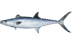 Our Products Seer Fish / King Mackerel