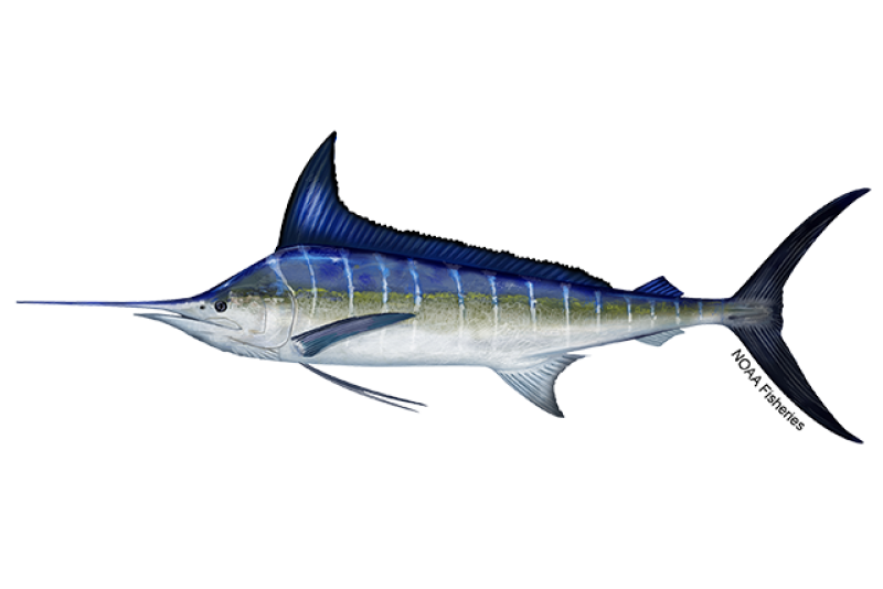 Our Products Swordfish