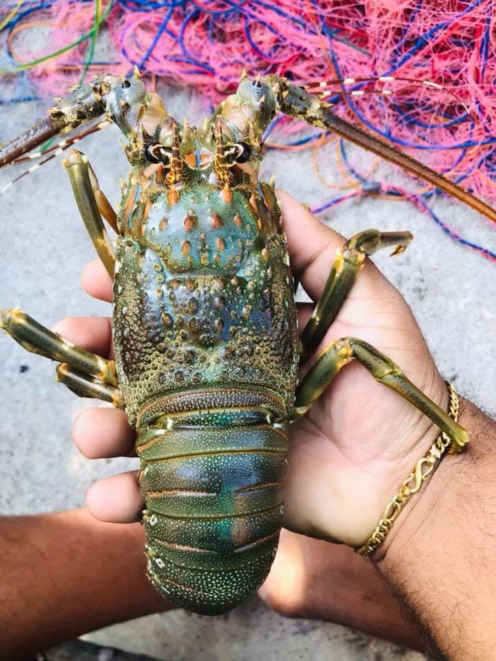 Premium seafood handling and processing
