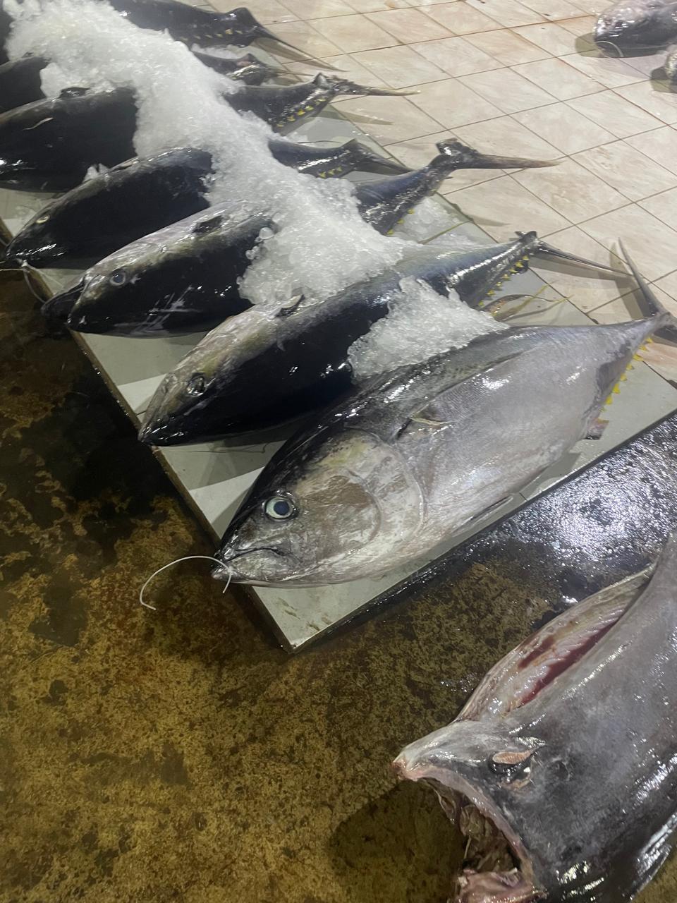 Fresh export-ready seafood from Sri Lanka