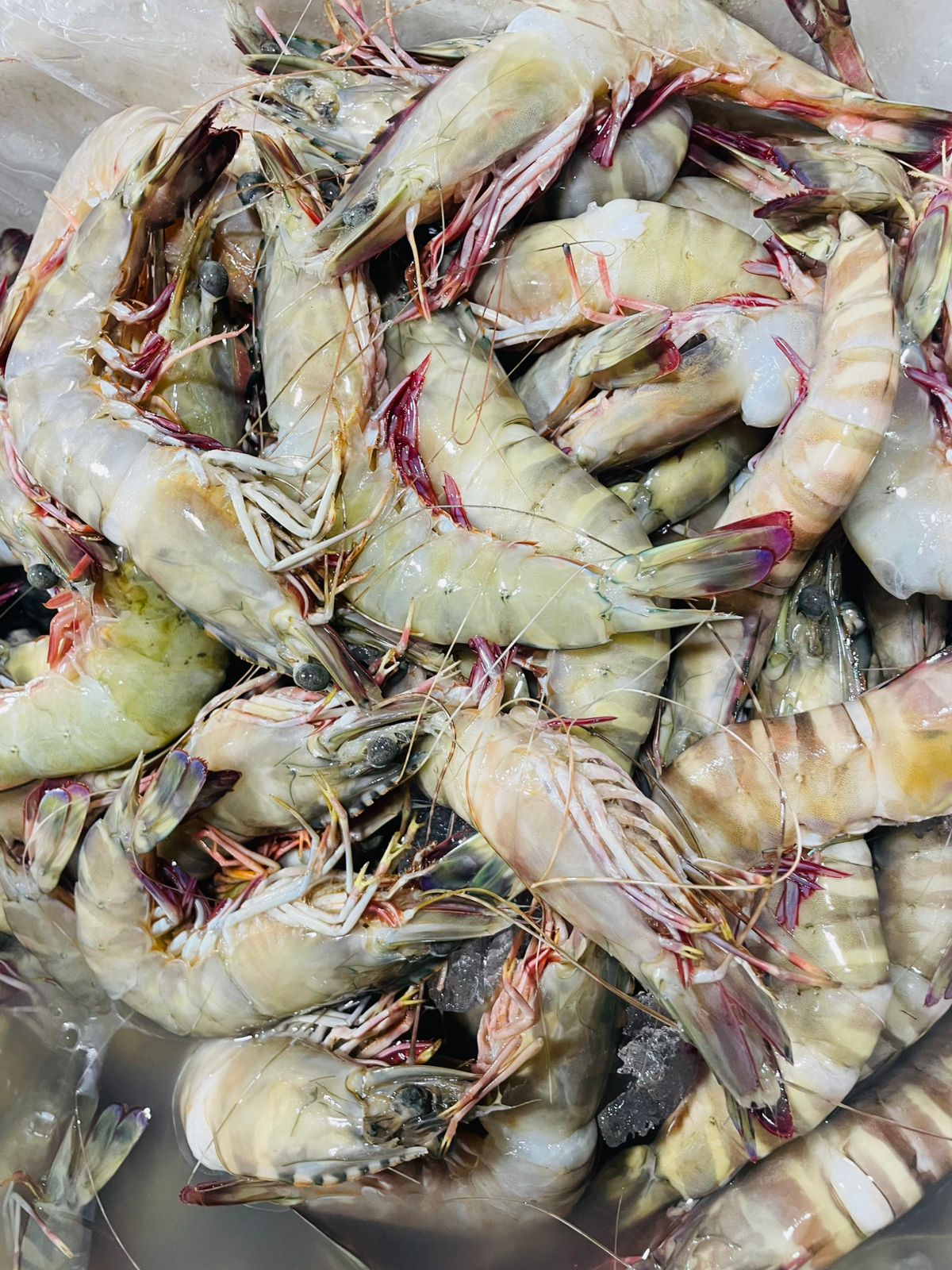 Gallery image 8 - seafood handling