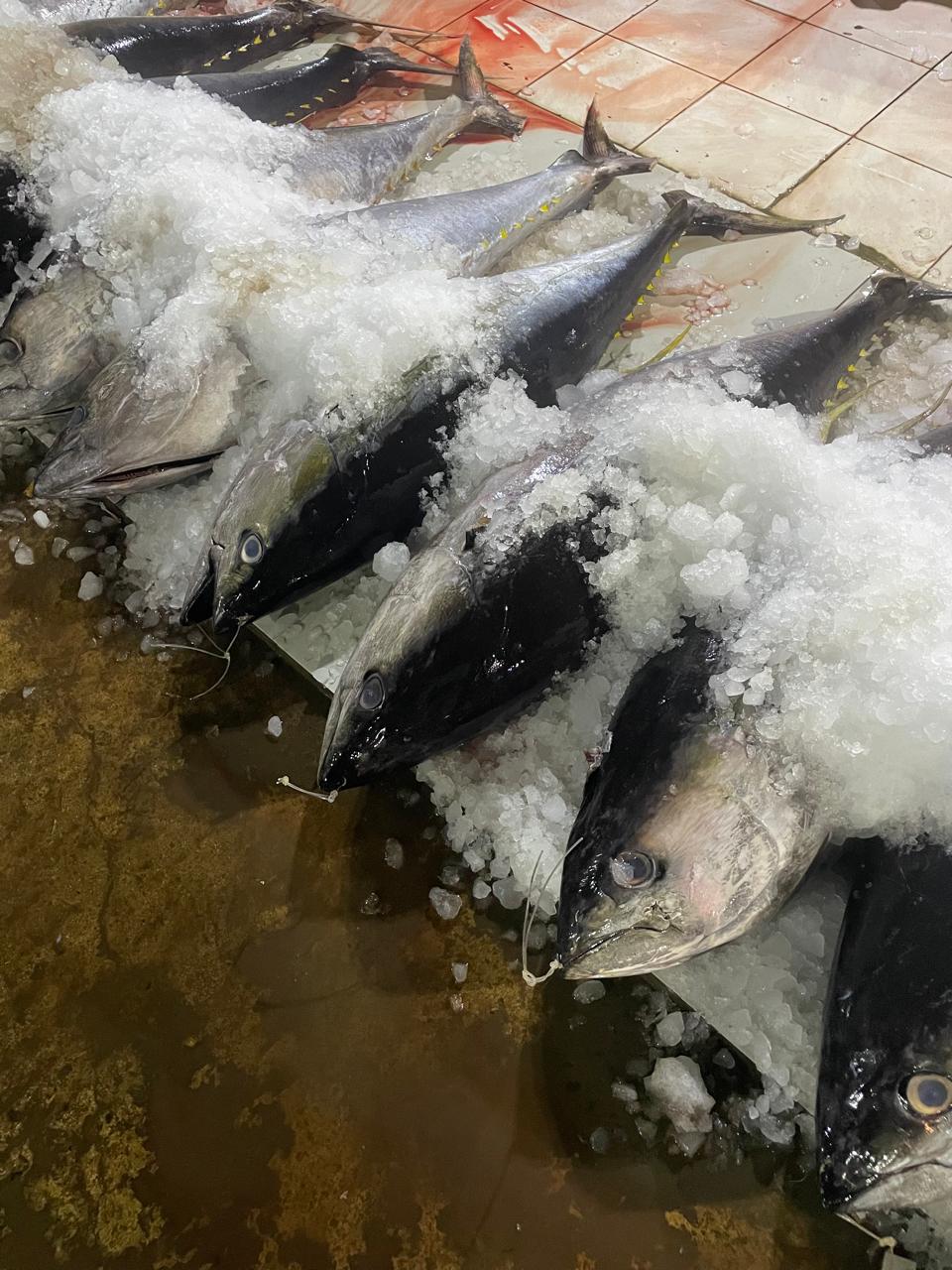 Gallery image 10 - fresh seafood image